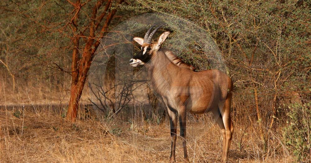 Antilope rouanne (hippotragus equinus) - Kamikazz • Photographies